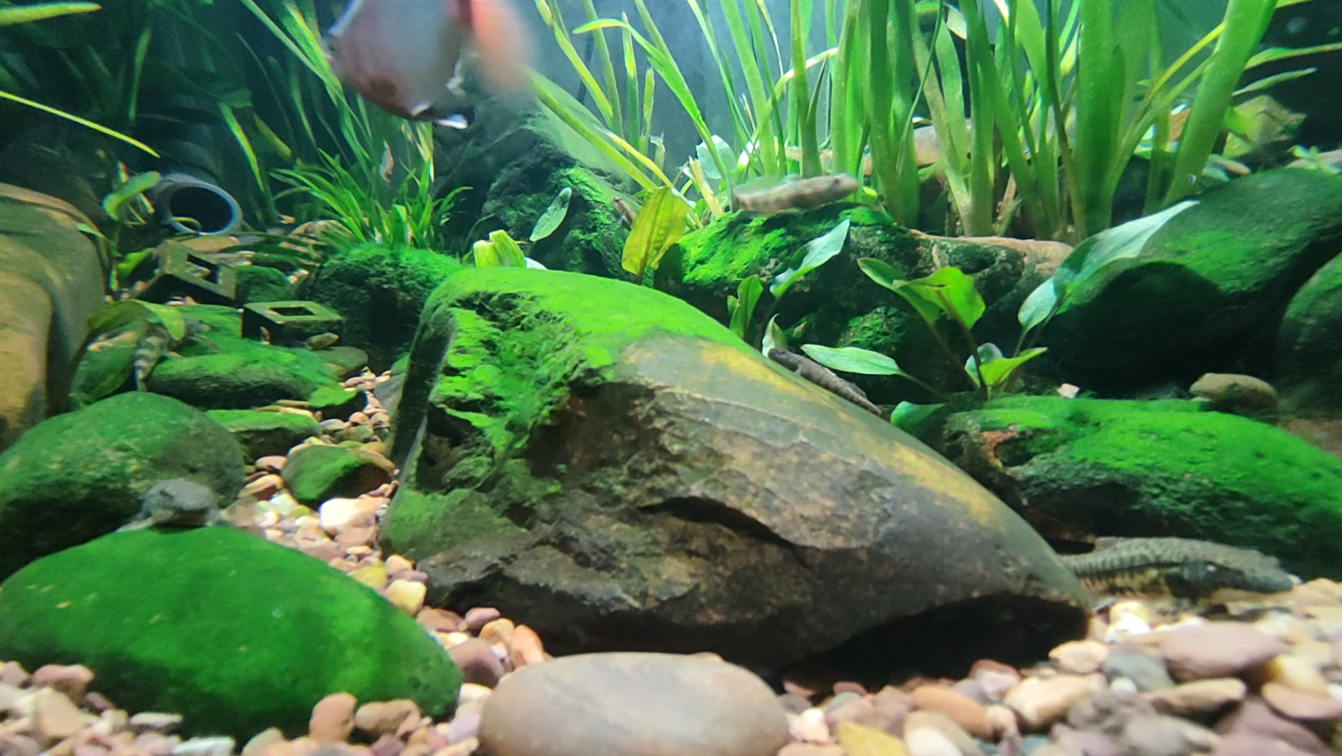 原生缸造景河道模拟溪流虾虎缸