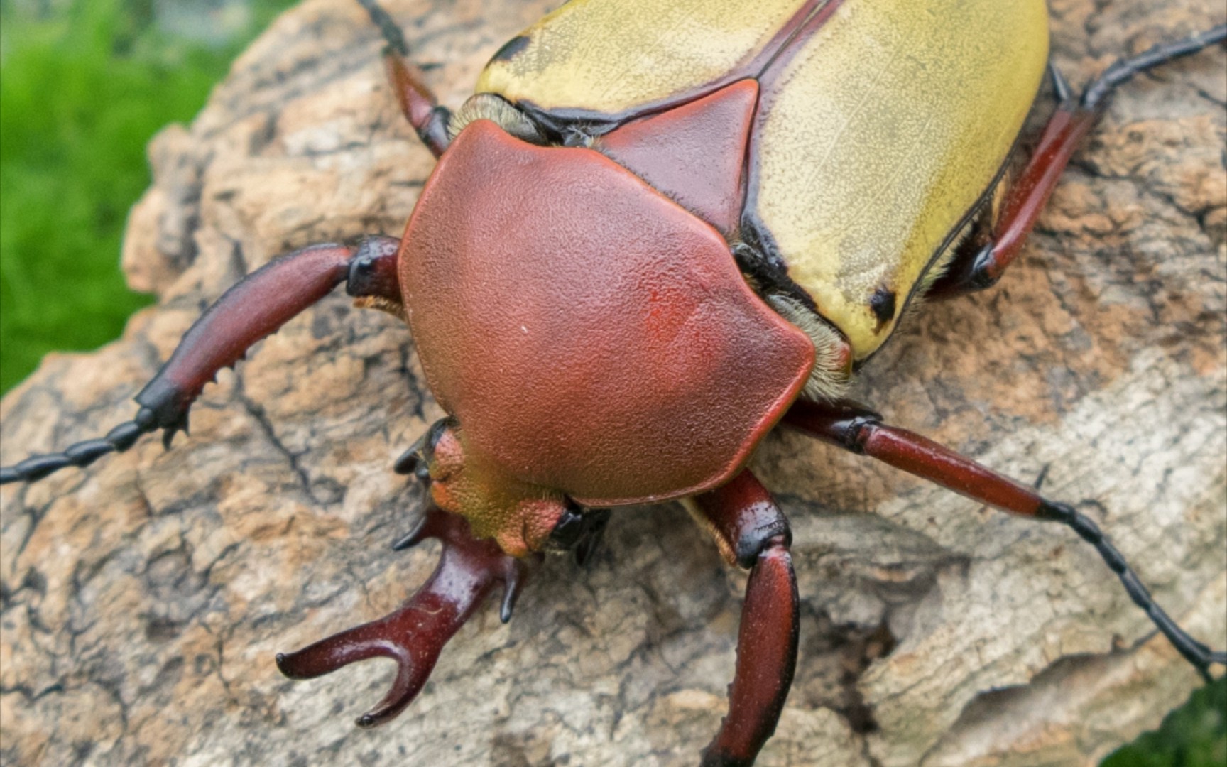 肯尼亚史密斯角金龟开箱vlog94