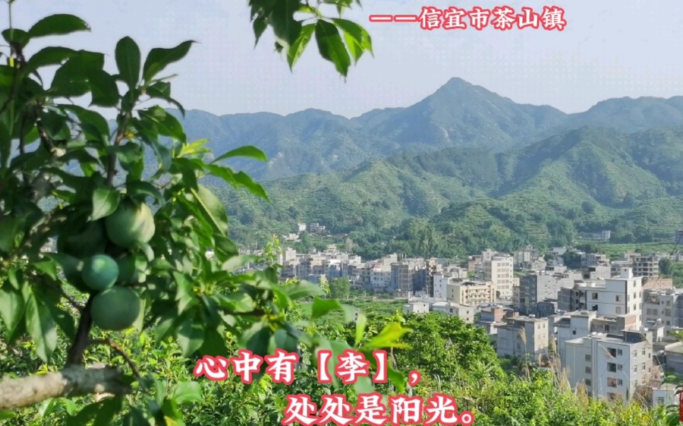 心中有李处处是阳光信宜市茶山镇三华李