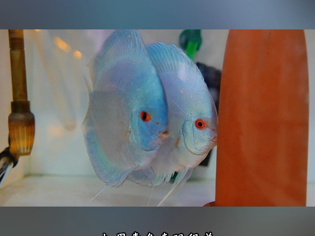 七彩神仙鱼鱼苗如何挑选