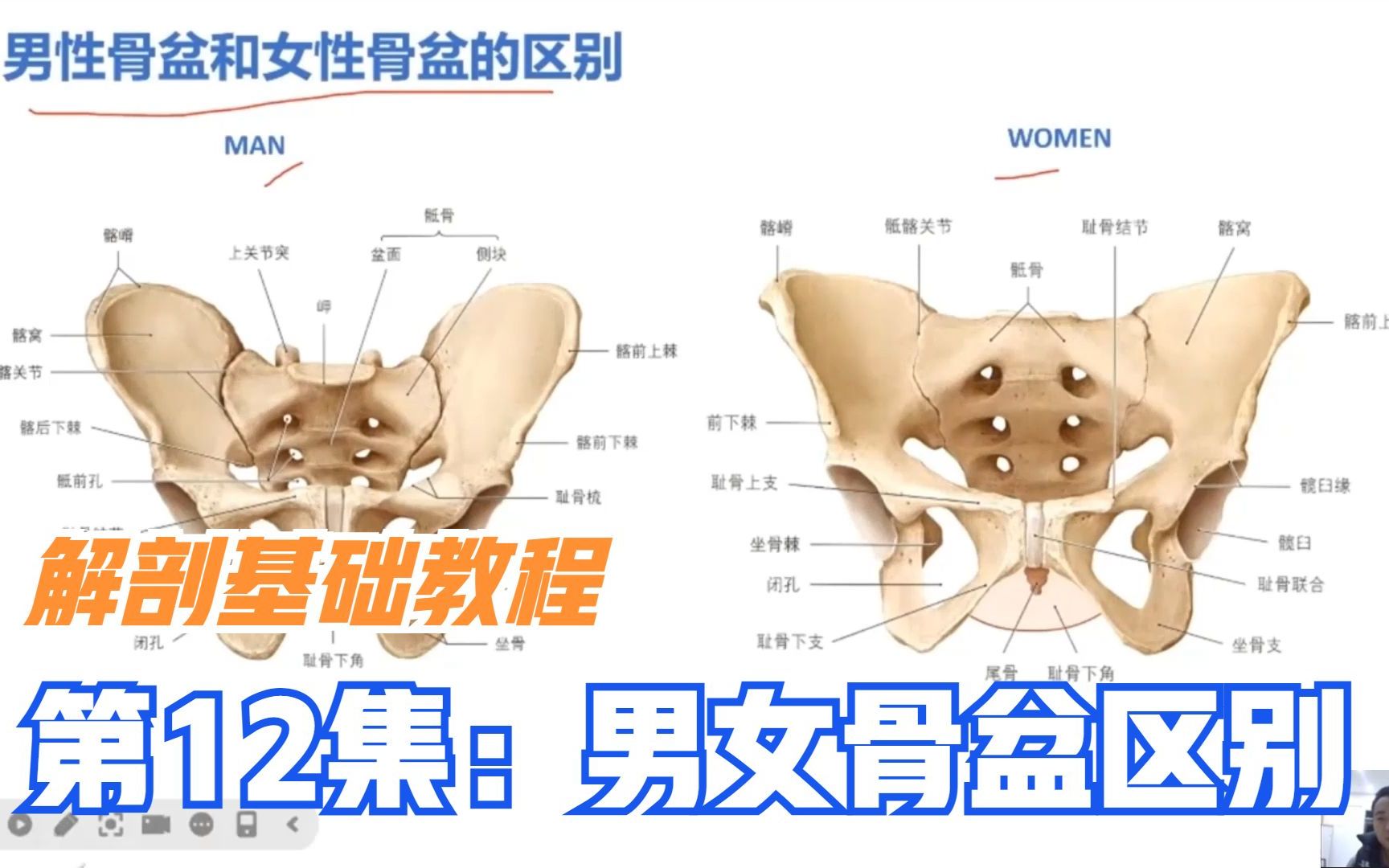 13分钟,详解男性女性骨盆区别,视频最后,分析女人容易假胯宽原因,纯干货哔哩哔哩bilibili