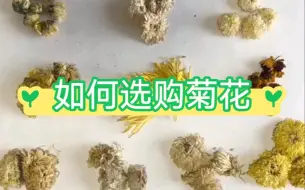 Tải video: 中草药质量辨别之菊花