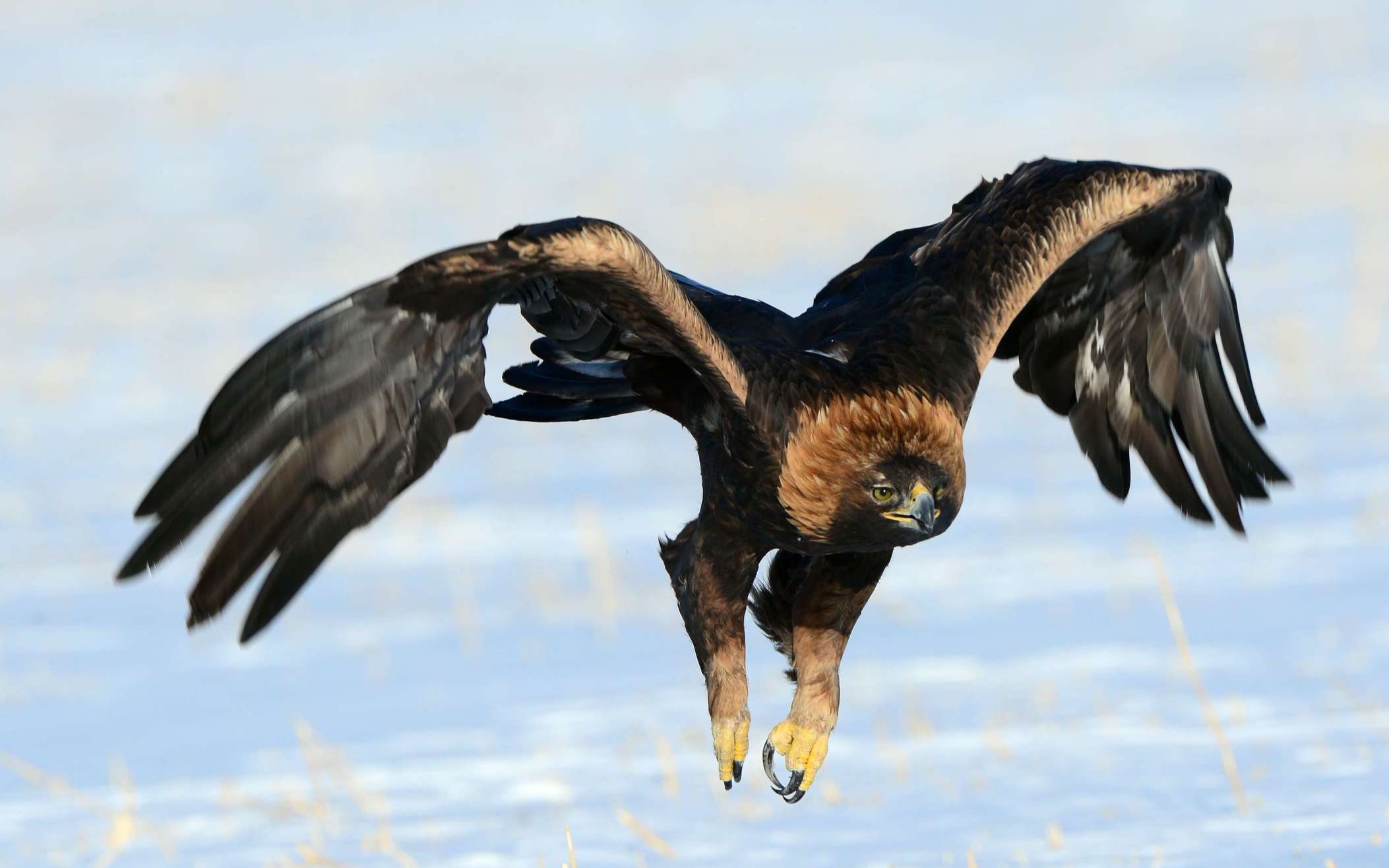 贪心不足蛇吞象,金雕猎捕大山羊,结果反被大山羊弄得身负重伤_哔哩