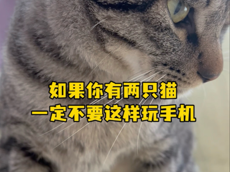 两点确定一条线 两猫封印一个人 #狸花猫 #白猫 #我和我的猫哔哩哔哩bilibili