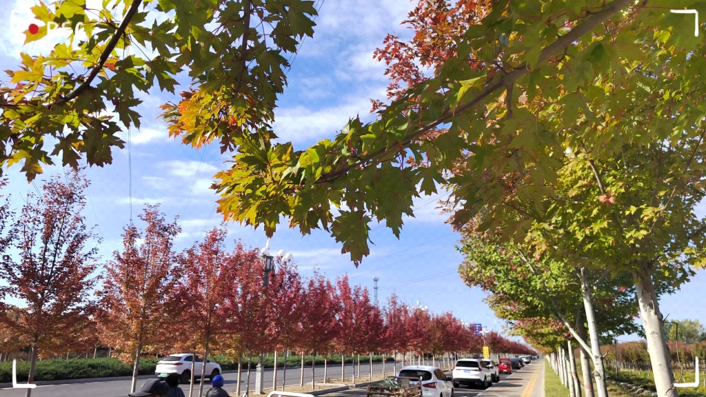 秦皇岛海宁大道之枫林大道