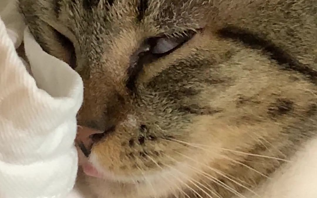 喵星人睡觉做梦翻白眼抽搐还吐舌头!_哔哩哔哩_bilibili