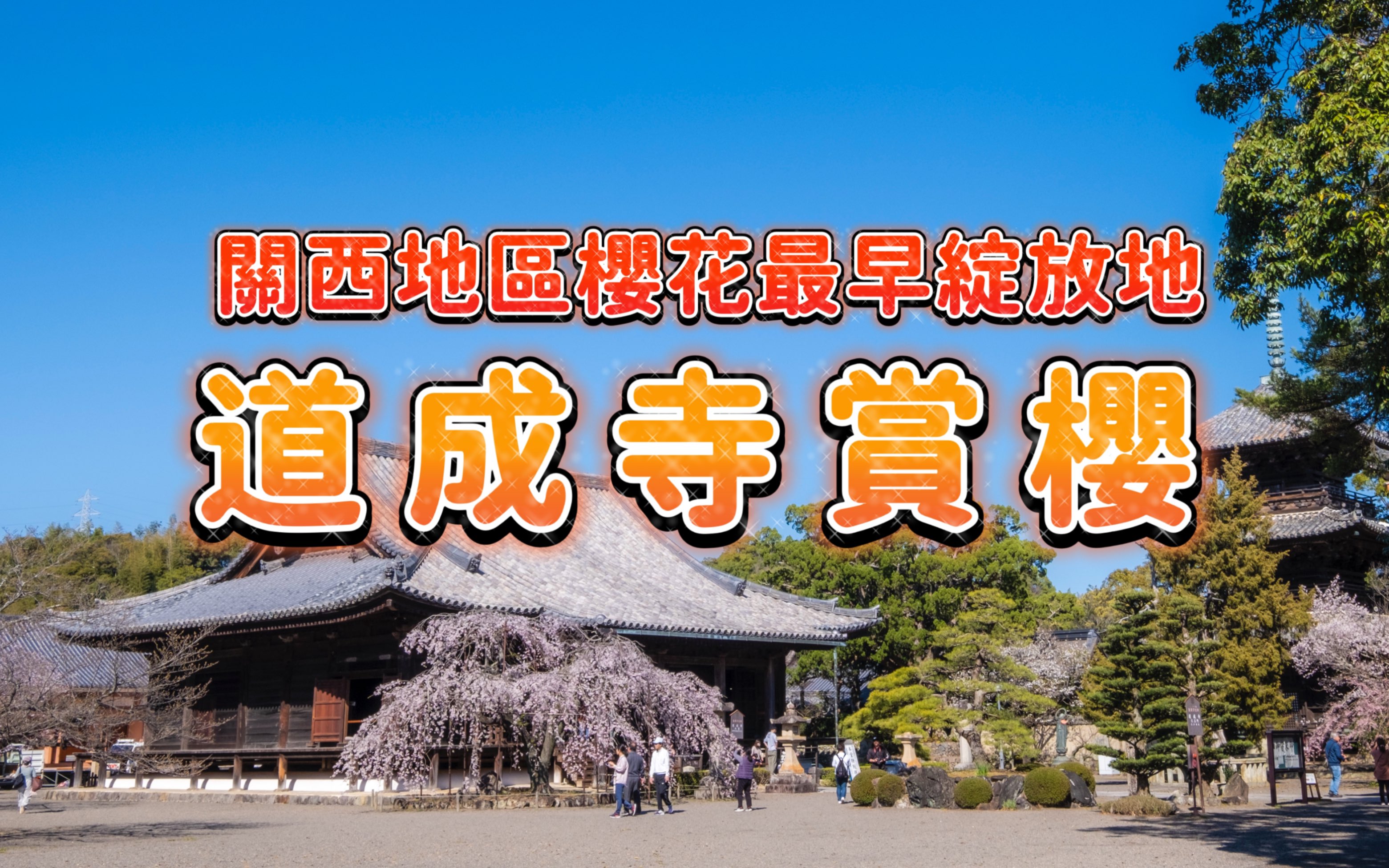 【日本关西地区赏樱】和歌山县道成寺赏樱|关西地区樱花最早绽放地|吉田八幡神社樱花哔哩哔哩bilibili