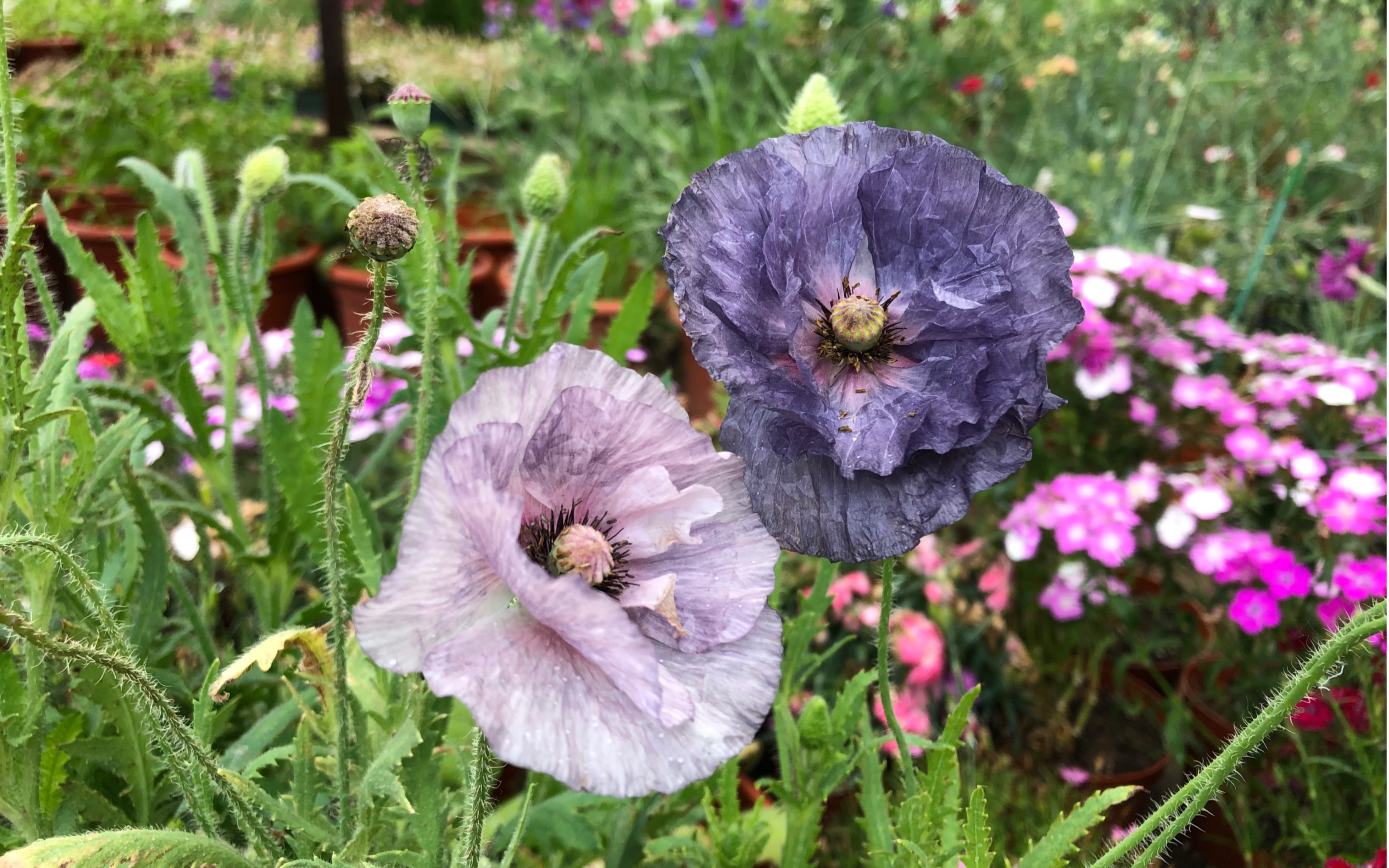 不一样的虞美人 ——灰雪莉