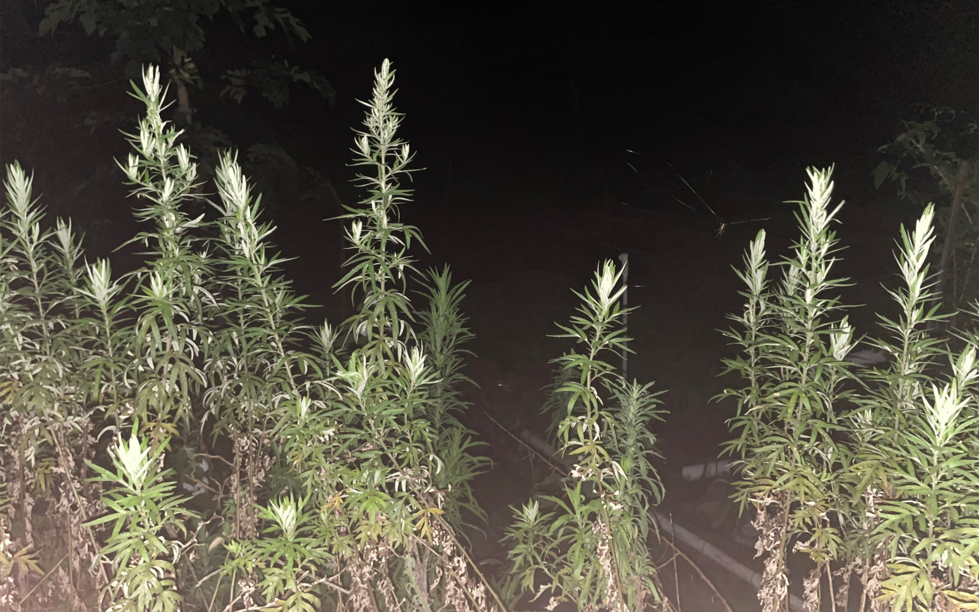 夜晚的大山
