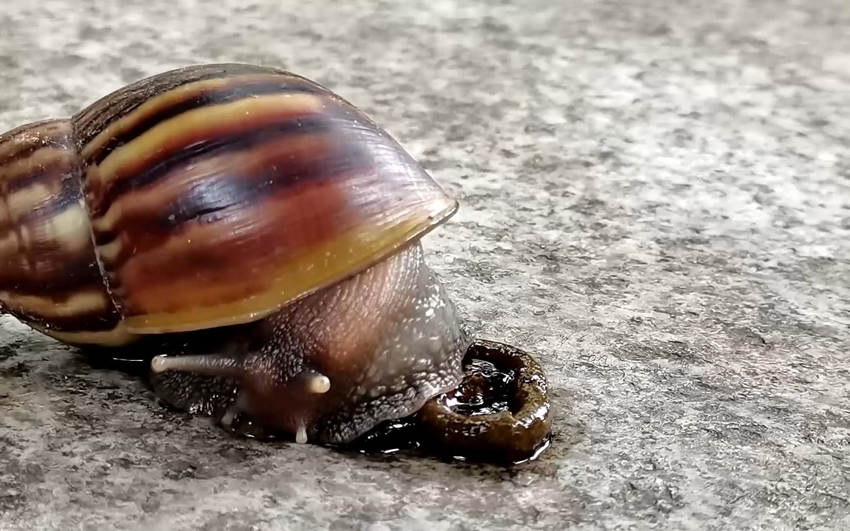 非洲大蜗牛拉屎