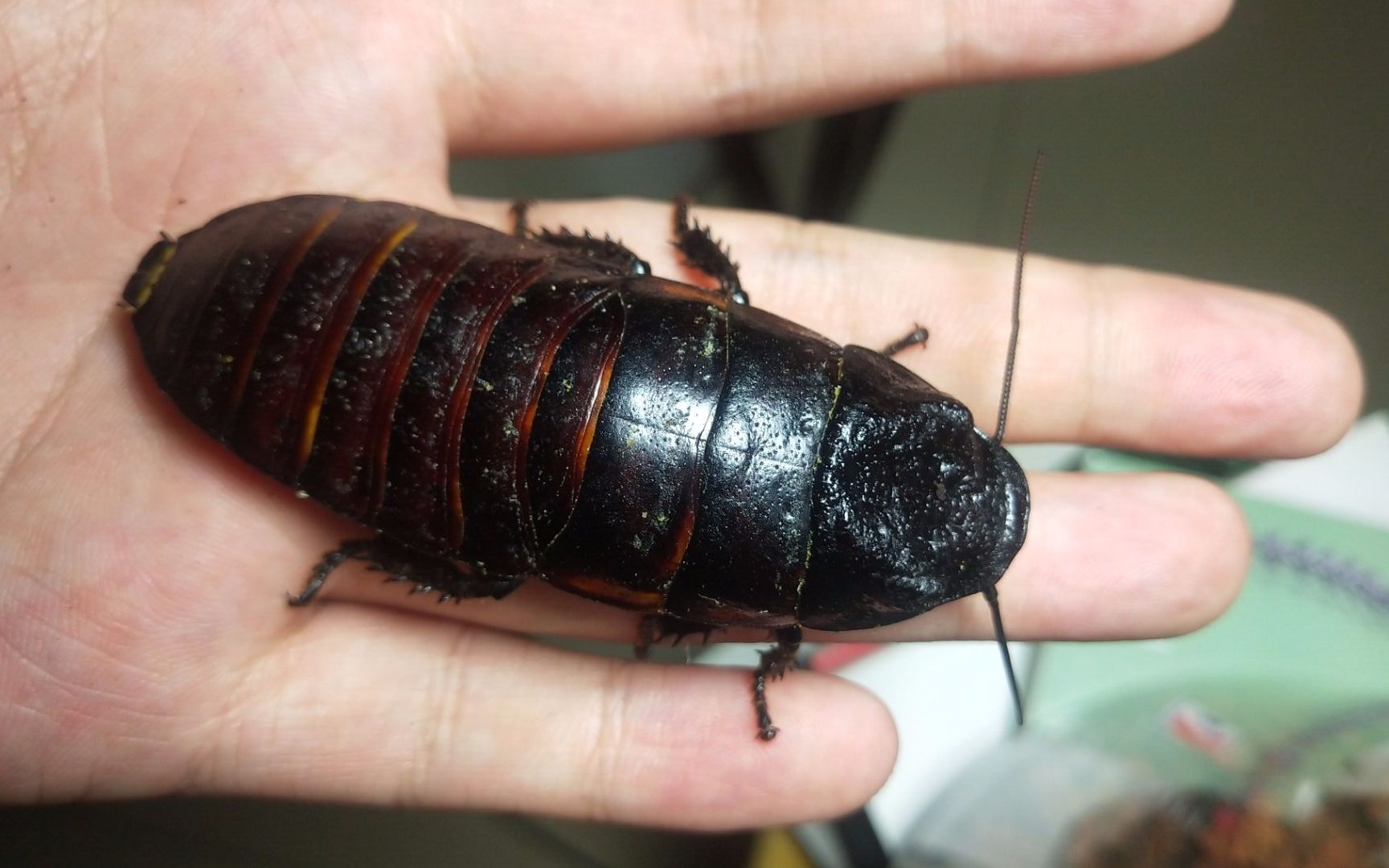 elliptorhina laevigata的基础介绍 大多数马岛系蟑螂的环境_哔哩哔哩