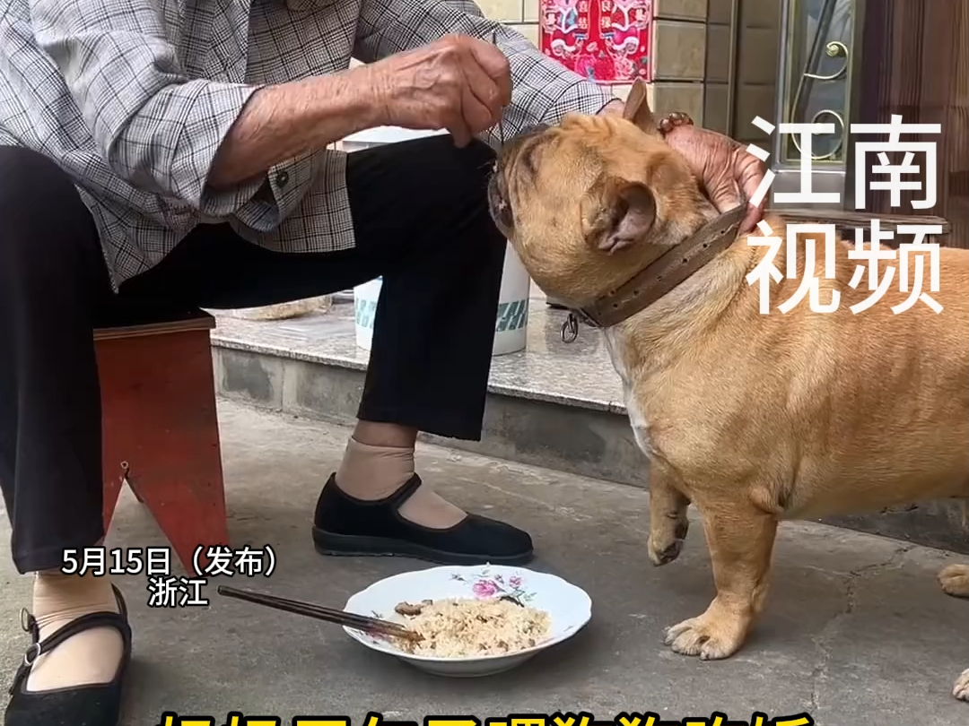 5月15日(发布)浙江,奶奶用勺子喂狗狗吃饭,胖得都没褶的狗子浑身写满