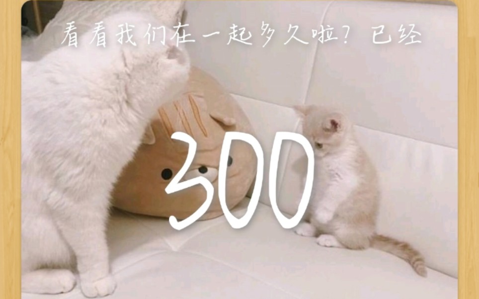 活动作品王王和小刘的恋爱小本本第一章丨300天纪念日日常的心动呀