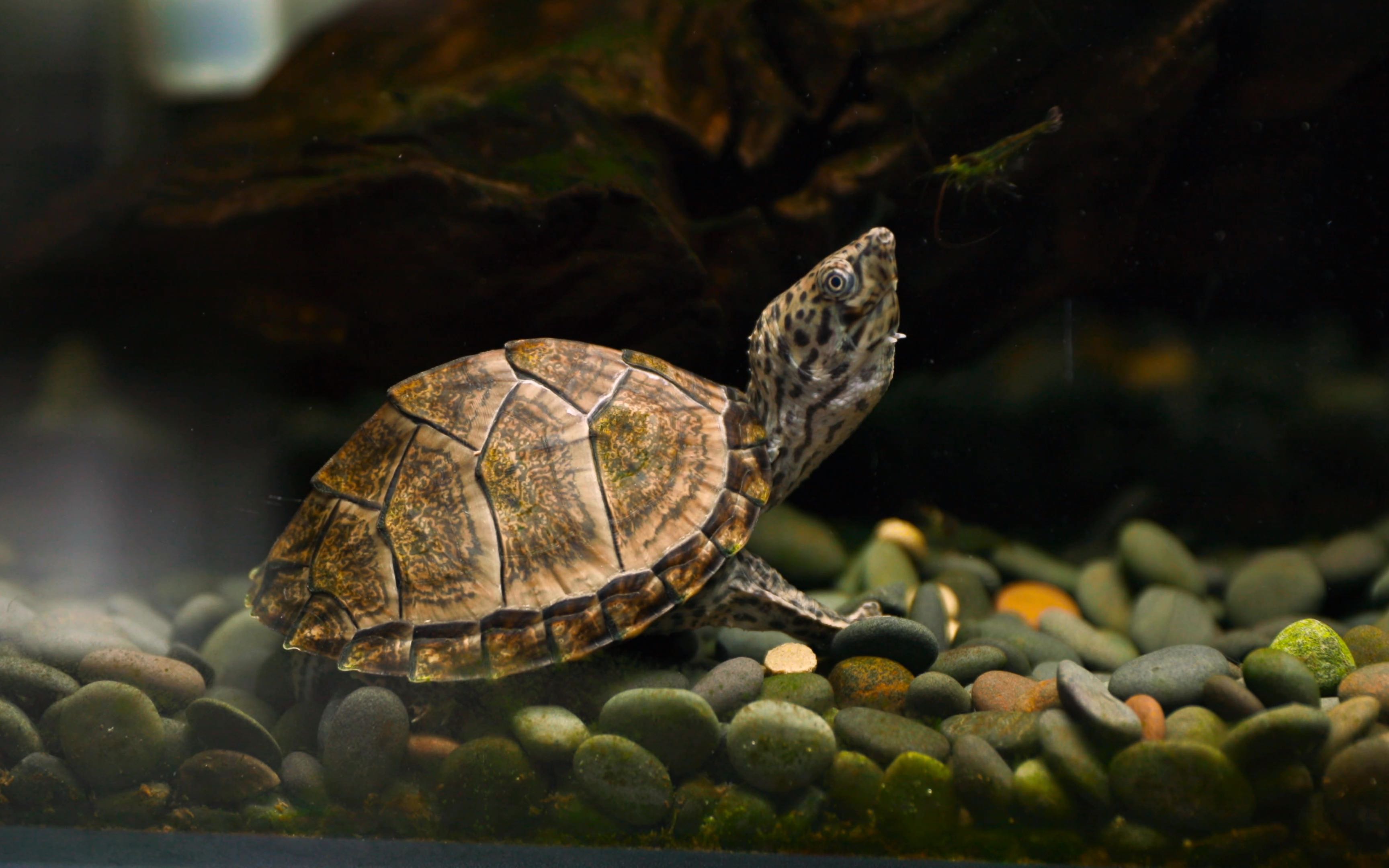 【4k】好想当一只龟,等着被投喂