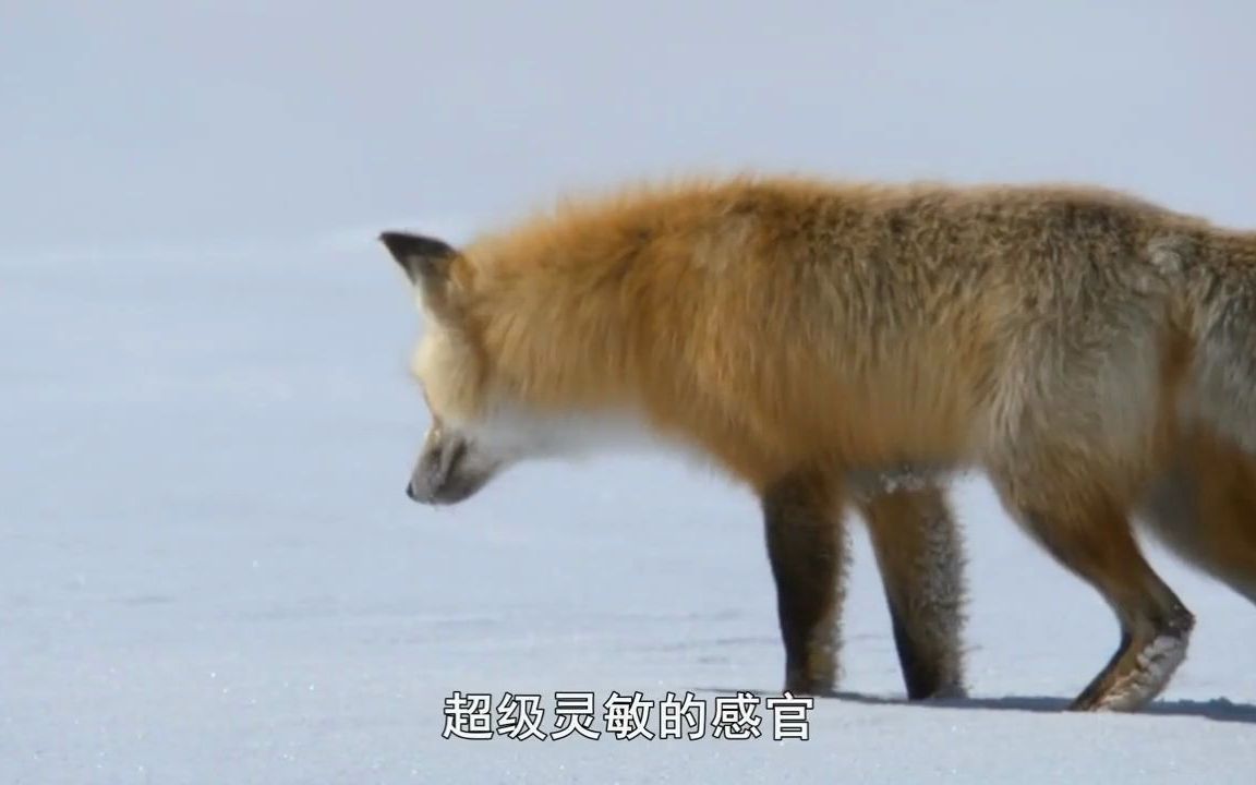 神奇的动物 第5集 狐狸 - 纪录片