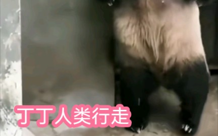 (熊猫丁丁)丁丁的后肢力量强的可怕𐟘𑥓”哩哔哩bilibili