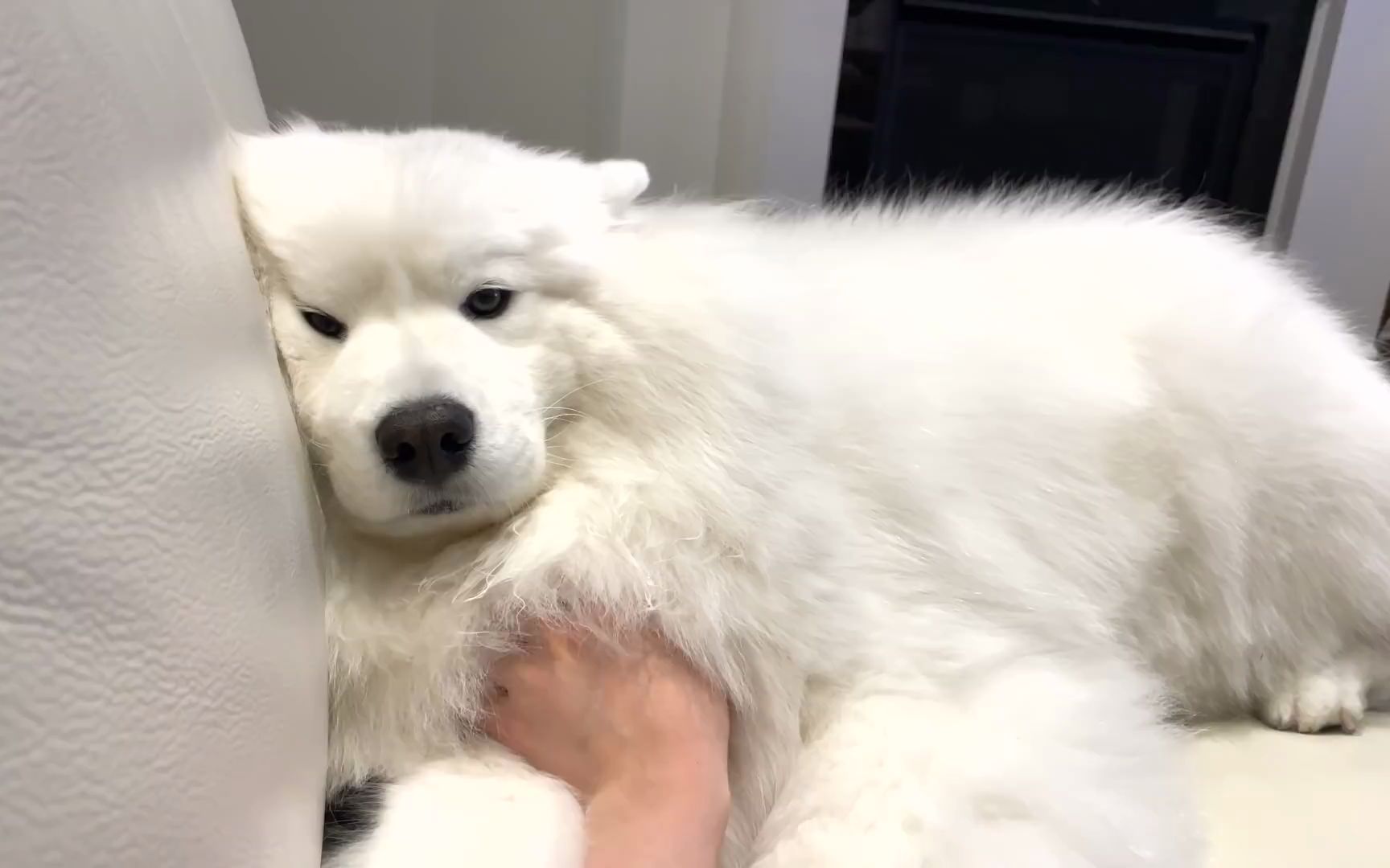 当你累成狗却睡不着时