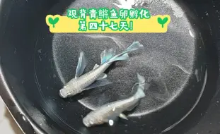 Tải video: 观背青鳉鱼卵孵化第四十七天！