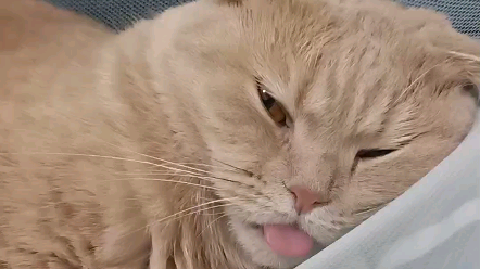 橘猫睡到舌头都吐出来/睡蒙了的傻猫