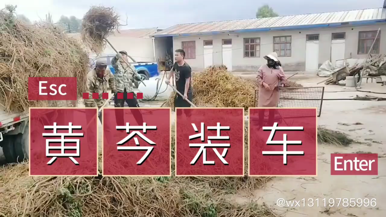 黄芩味苦,性寒,功能清热燥湿,临床上多用哔哩哔哩bilibili