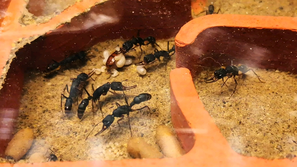 聊聊养蚂蚁要了解的新后与孤后合蛹合茧的知识