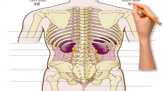 图解医学英语 | 腹盆腔和胸腔(后视图)