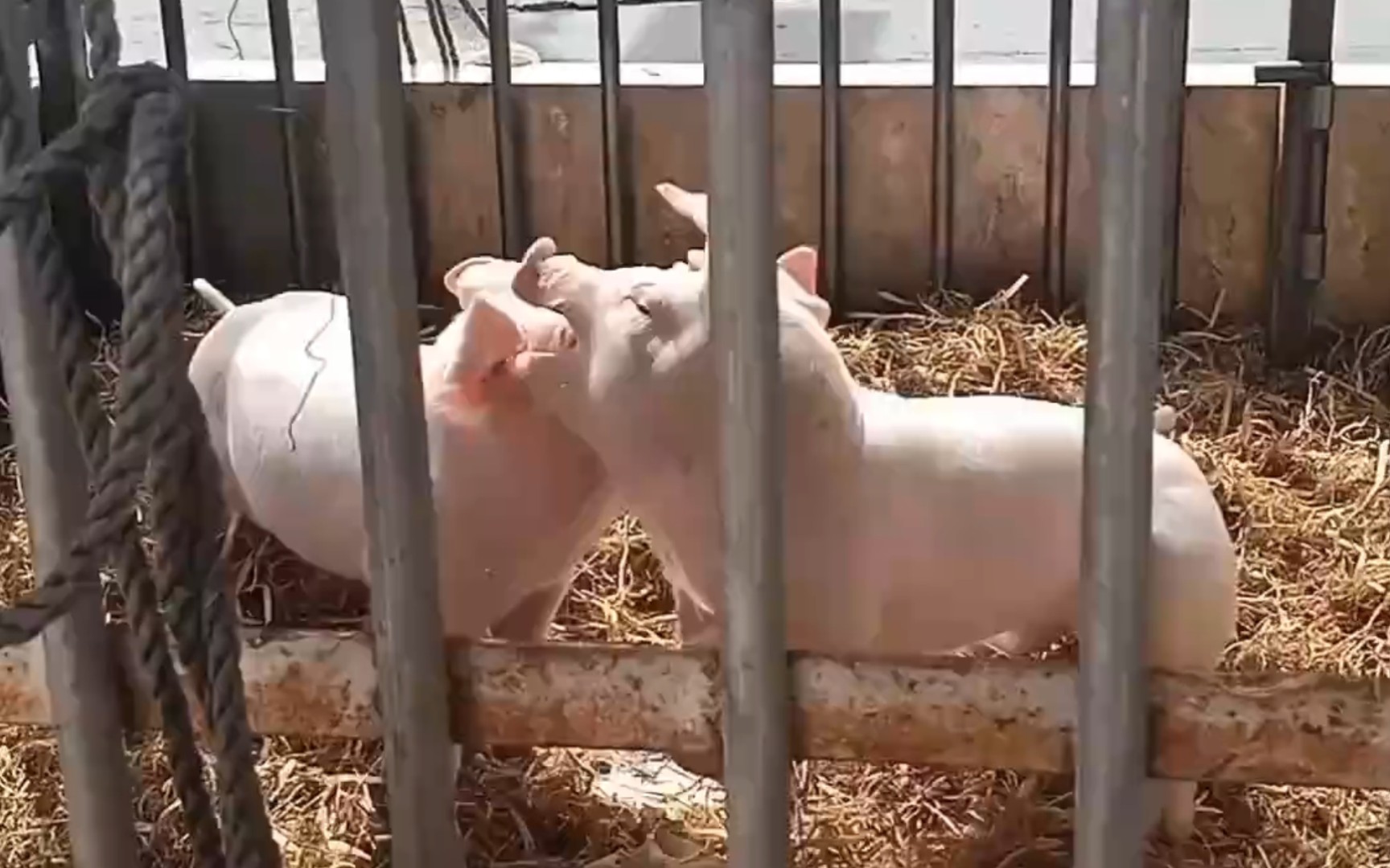 这猪打架还蛮有意思的