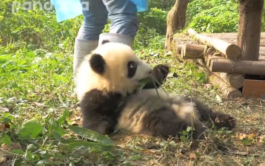 [图]【大熊猫梅兰】奉奶爸：“不要学你肉肉姐姐” “你肉肉姐姐就是个小混球”！