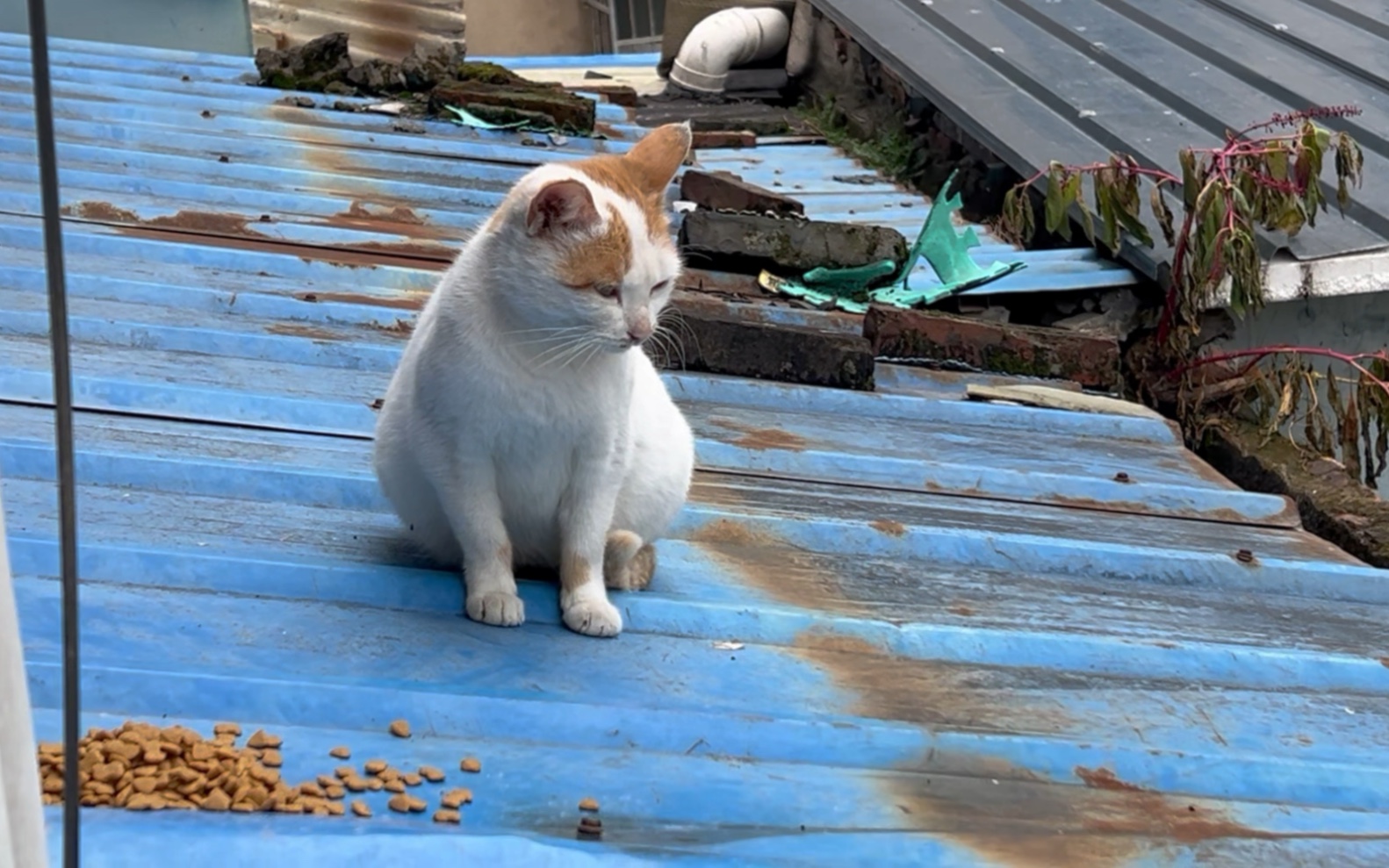 屋顶上的猫简笔画图片