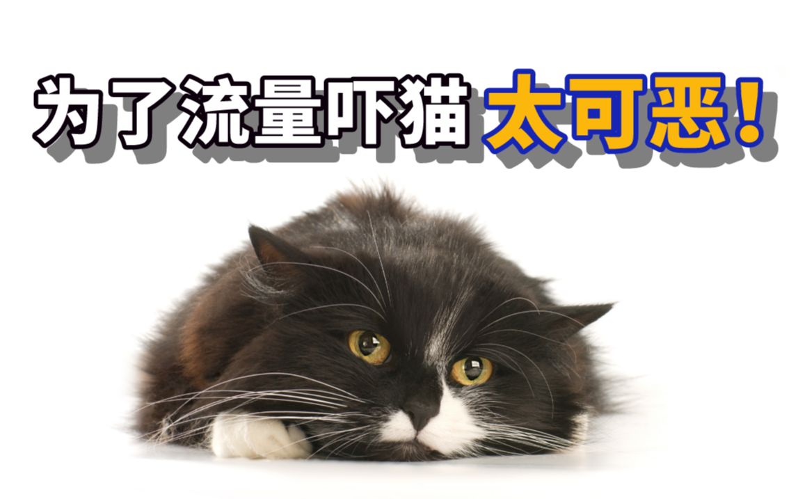 高赞吓猫视频背后,也许是猫咪一生的梦魇!哔哩哔哩bilibili