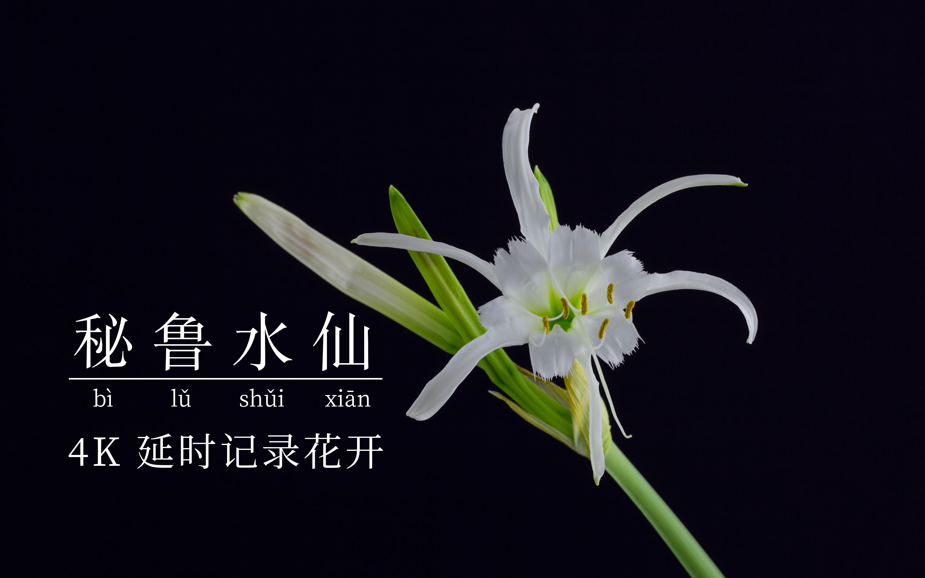 延时摄影记录花开 秘鲁水仙 4k_哔哩哔哩 (゜-゜)つロ 干杯~-bilibili