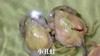 Download Video: 【小丑蛙】记录小丑蛙繁殖过程结尾篇，准备上岸登陆出货，角蛙繁殖户，蛙类饲养员，爬宠爱好者、角蛙王子作品