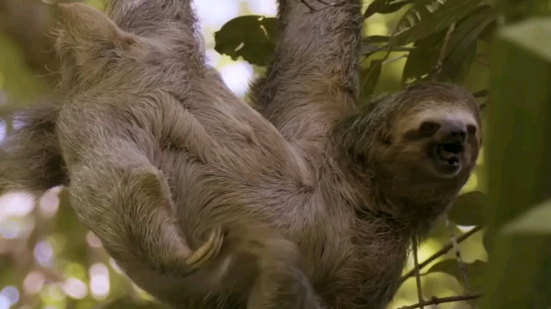 如果巨型树懒没有灭绝会怎么样?