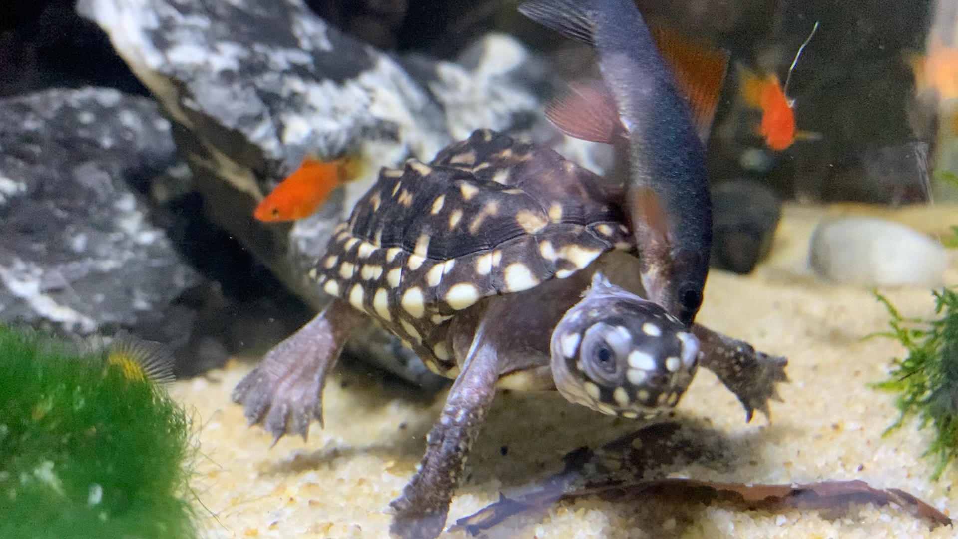 彩虹鲨尝尝龟头是什么味道的