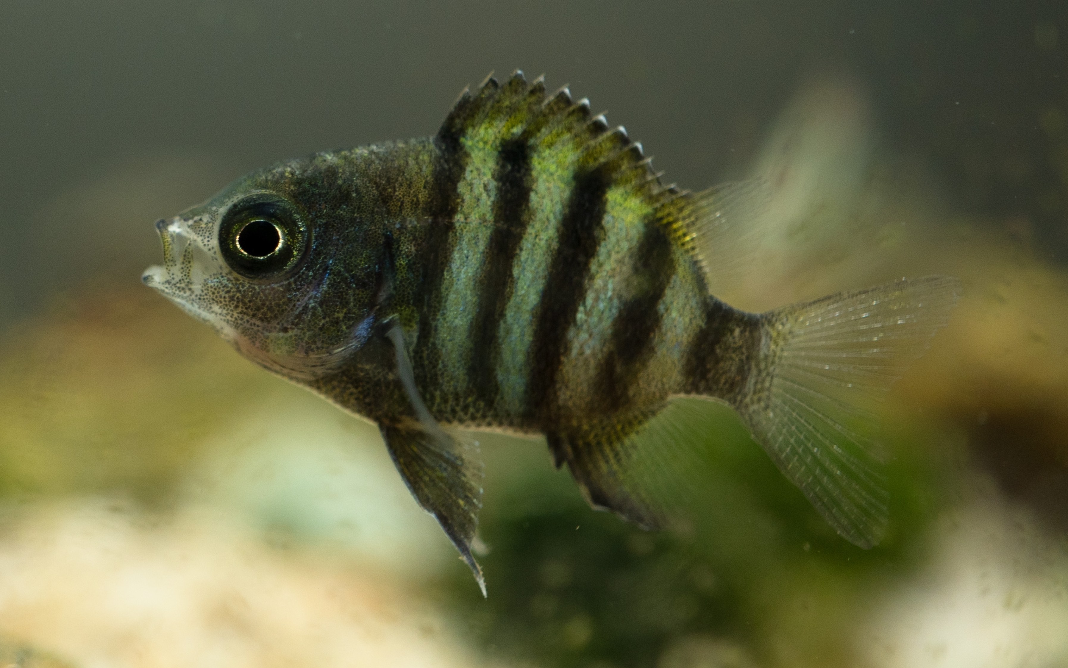 活动  恢复状态的豆娘鱼,颜色深邃很多(附近有人装修所以加了音乐)