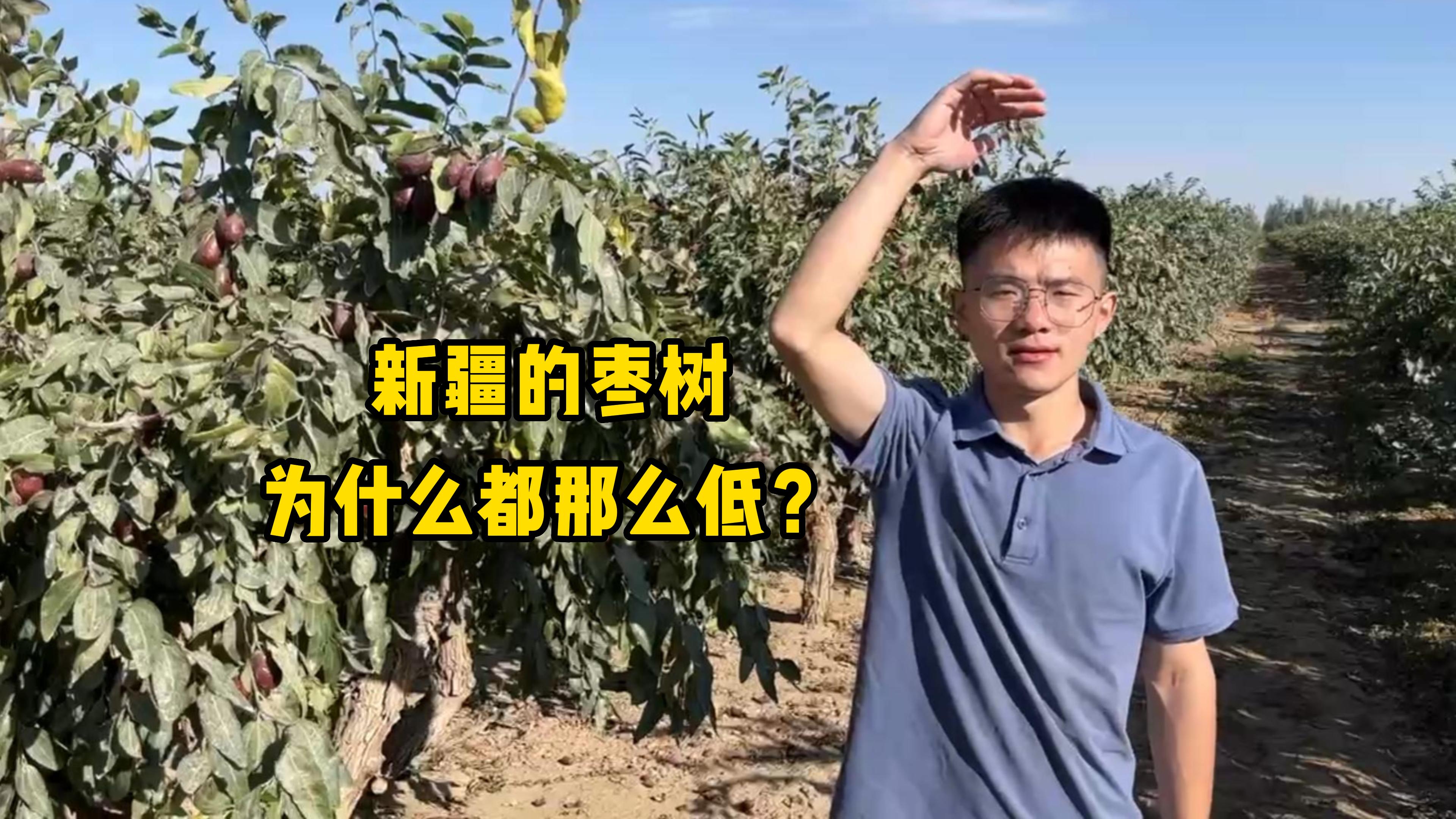 [图]新疆的枣树为什么都那么低？只有一人高，听小伙讲完全明白了