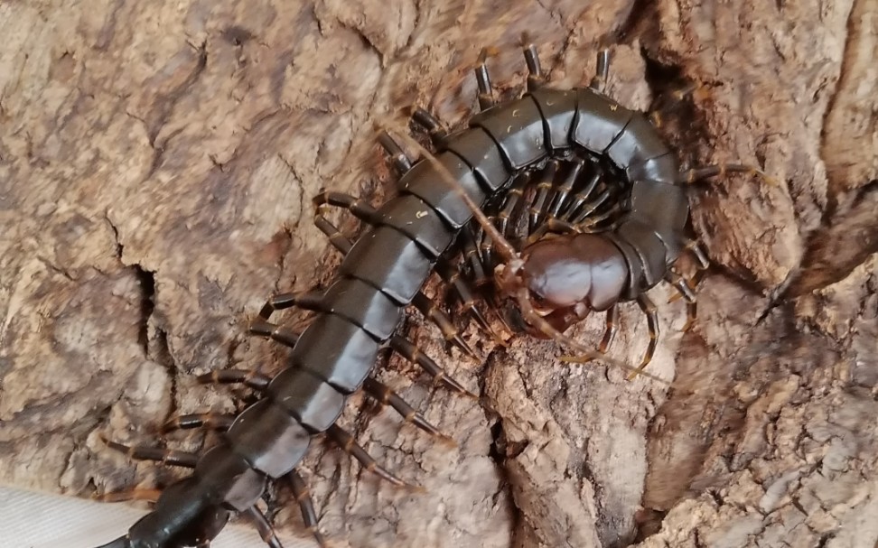 黑间脚蜈蚣秒杀杜比亚蟑螂_哔哩哔哩_bilibili