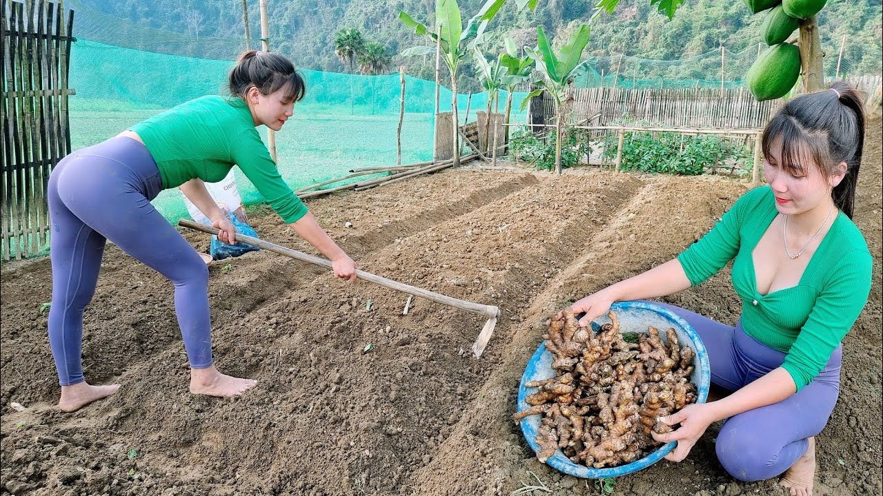 农场生活: 打扫花园,改良土地以种植生姜和甘蔗  建设农场哔哩哔哩bilibili