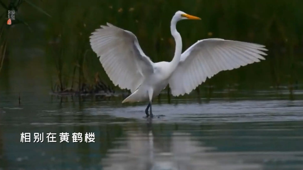 经典老歌,百听不厌.《烟花三月下扬州》完整版,演唱:木偶哔哩哔哩bilibili