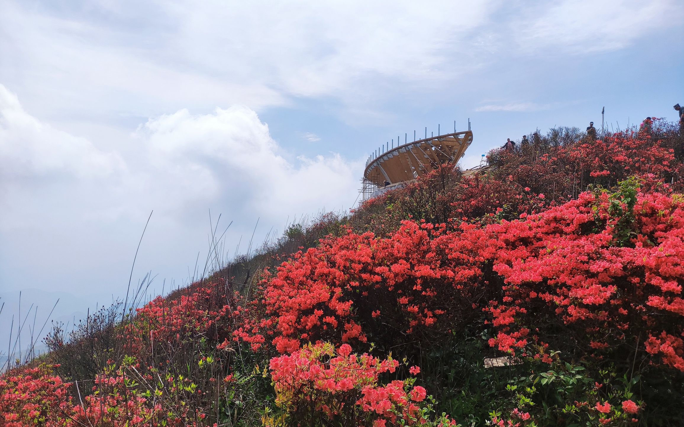 桃源尖杜鹃花图片