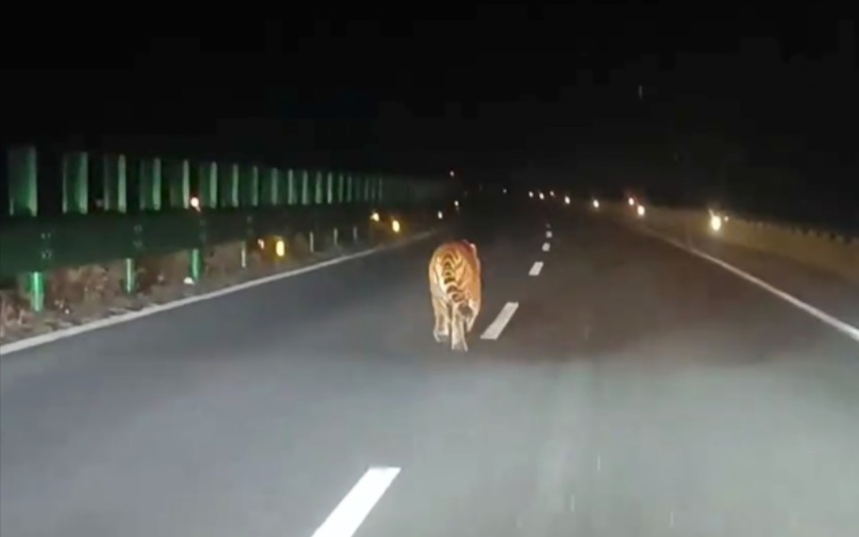 吉林延边高速公路再现野生东北虎 已越来越频繁哔哩哔哩bilibili