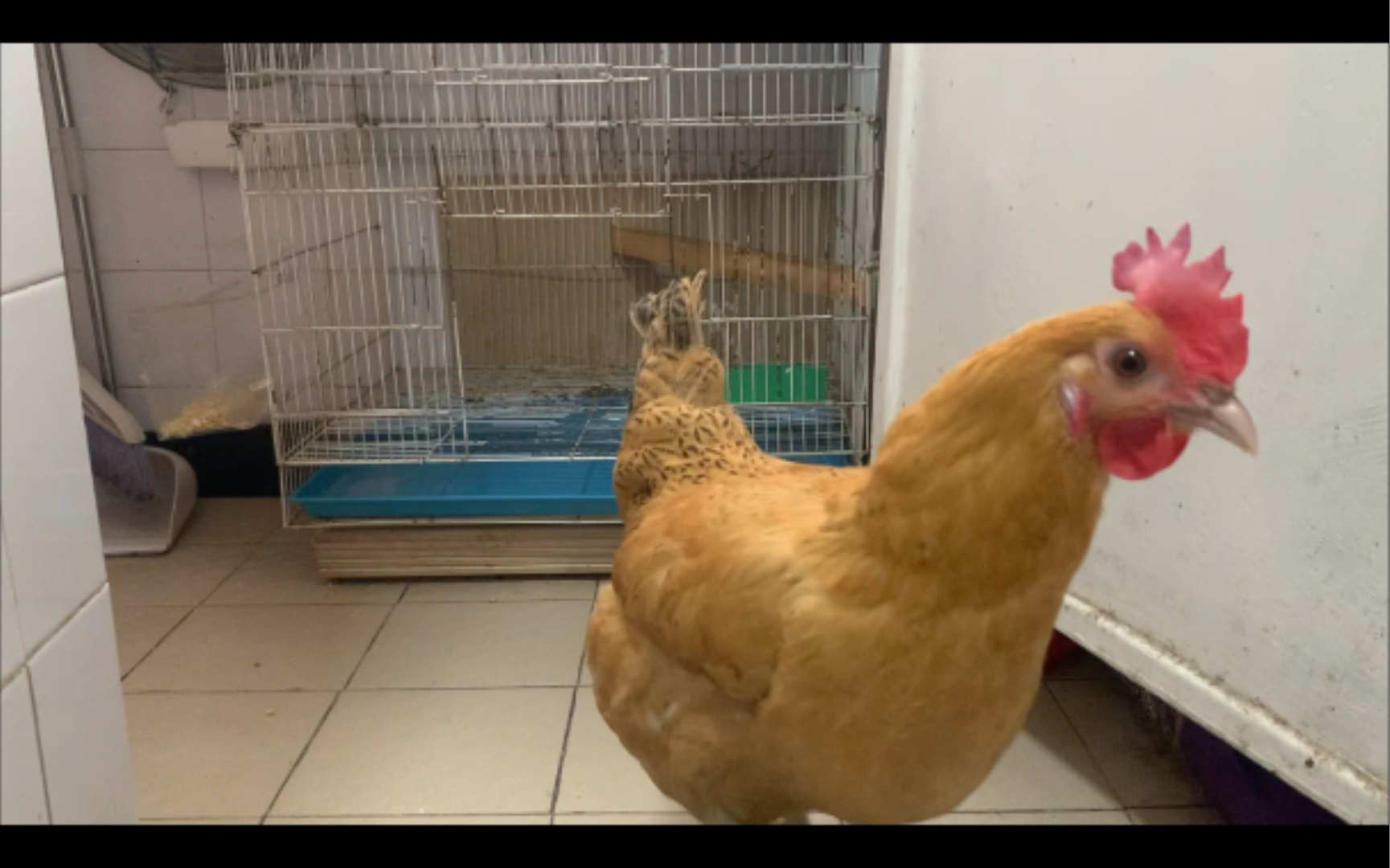 怎样在楼里养宠物鸡