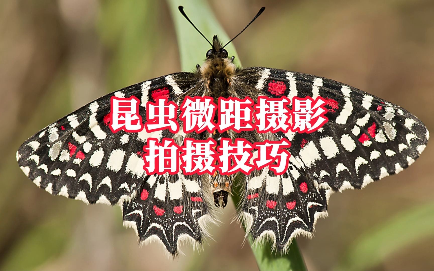 昆虫微距摄影拍摄技巧哔哩哔哩bilibili