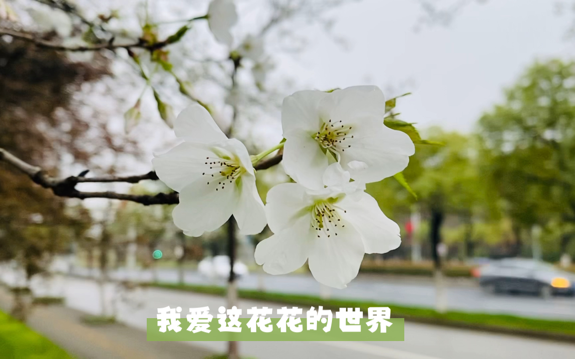 [图]我爱这花花的世界