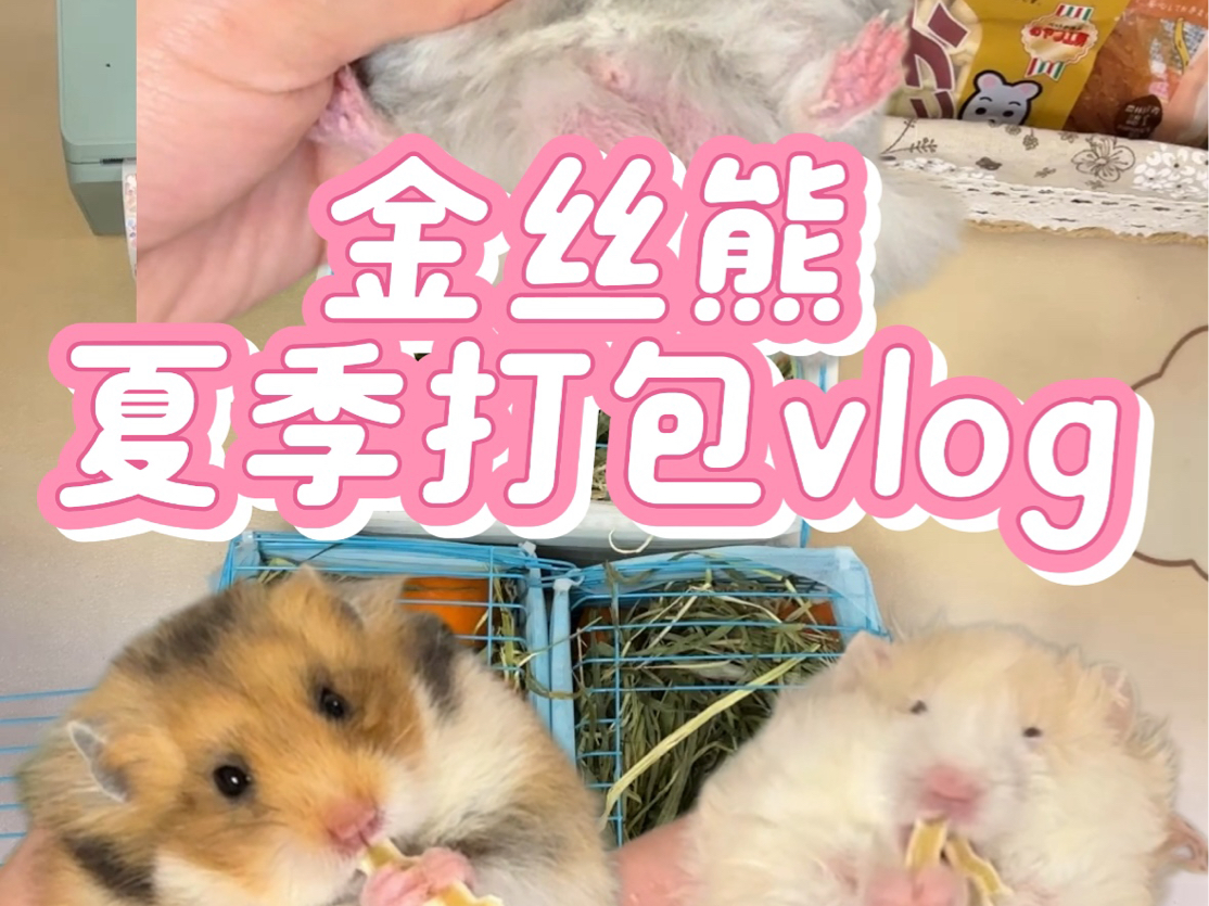 仓鼠店夏季日常打包金丝熊崽崽vlog