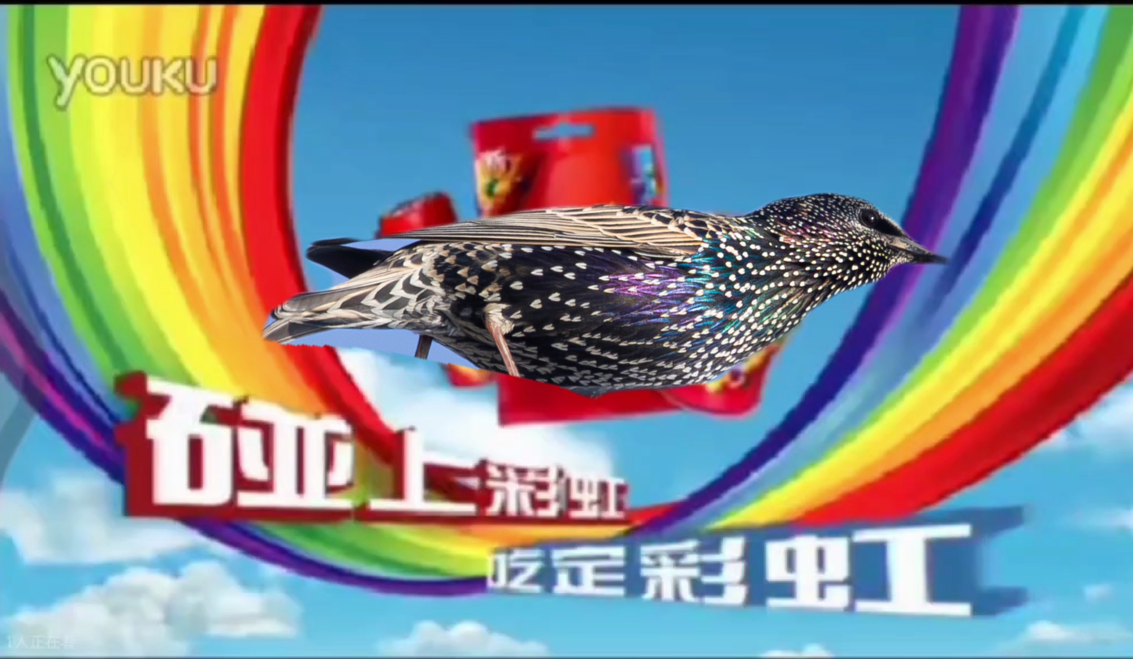 碰上彩虹鸟,吃定彩虹鸟!