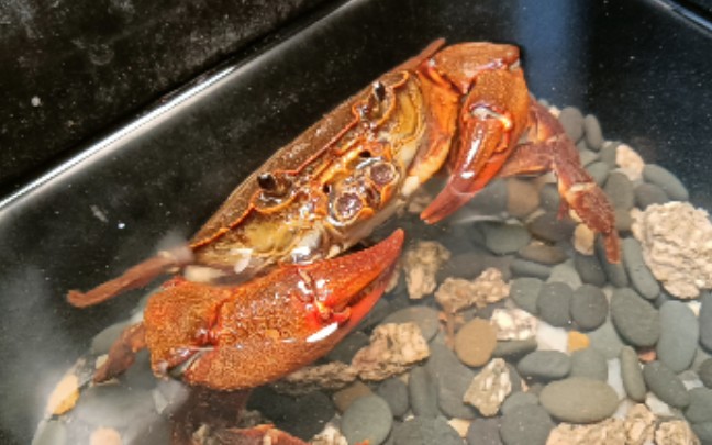 喂食一只憨憨尖叶龙溪蟹