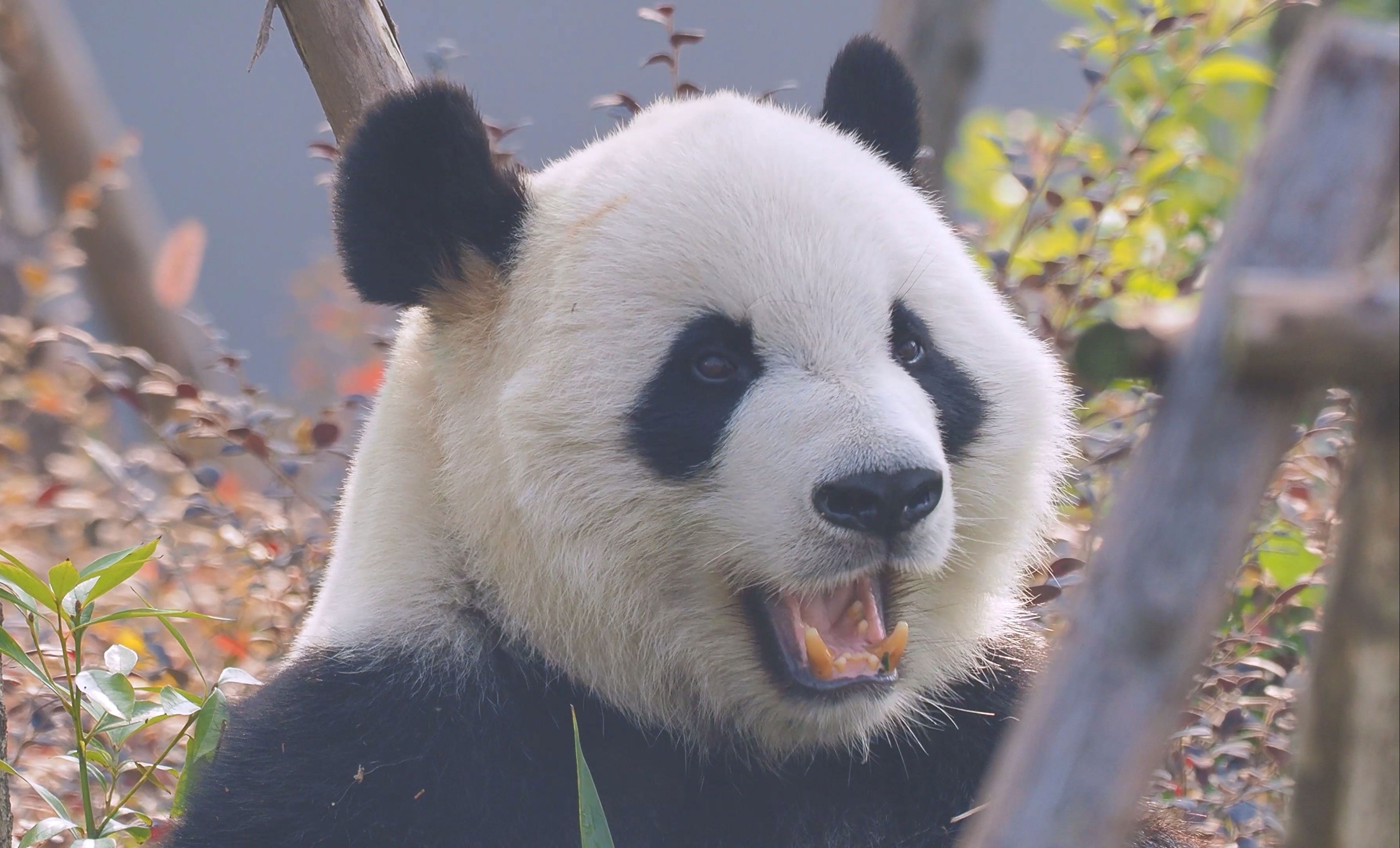 【大熊猫】【喜兰】【成都大熊猫基地】喜兰也是只高颜值的帅帅熊呢