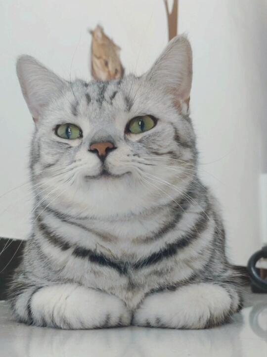 小猫咪的微笑能有多迷人
