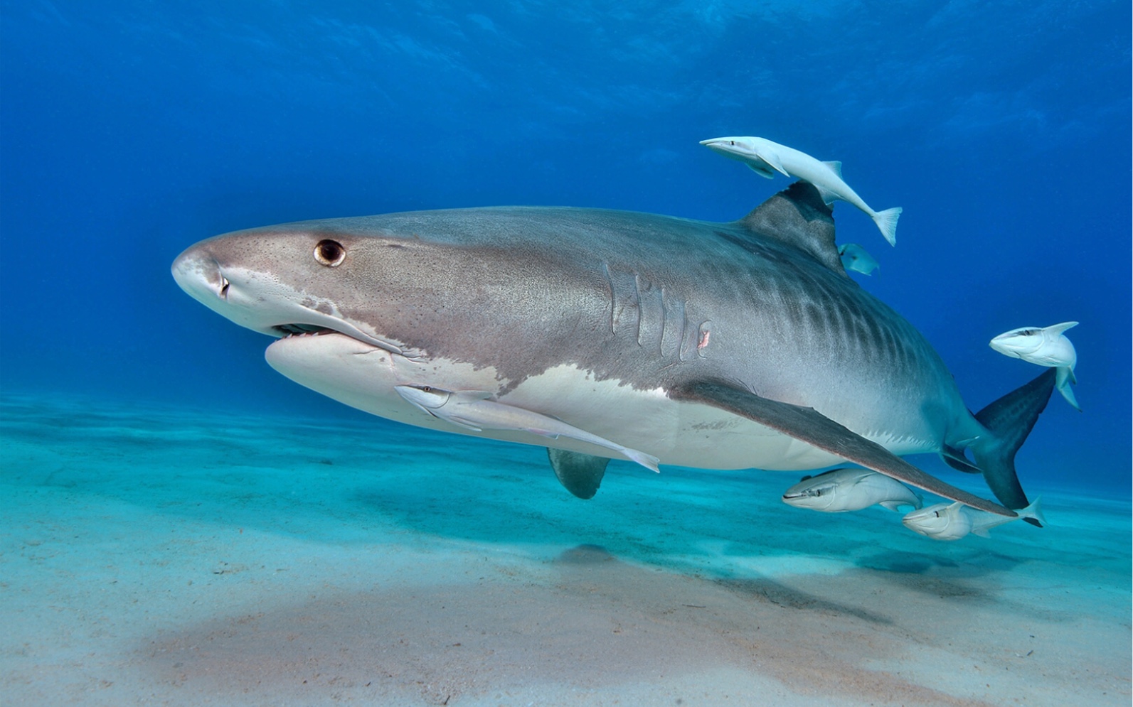 居氏鼬鲨叁图片
